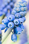 Grape Hyacinth