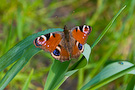 Peacock butterfly