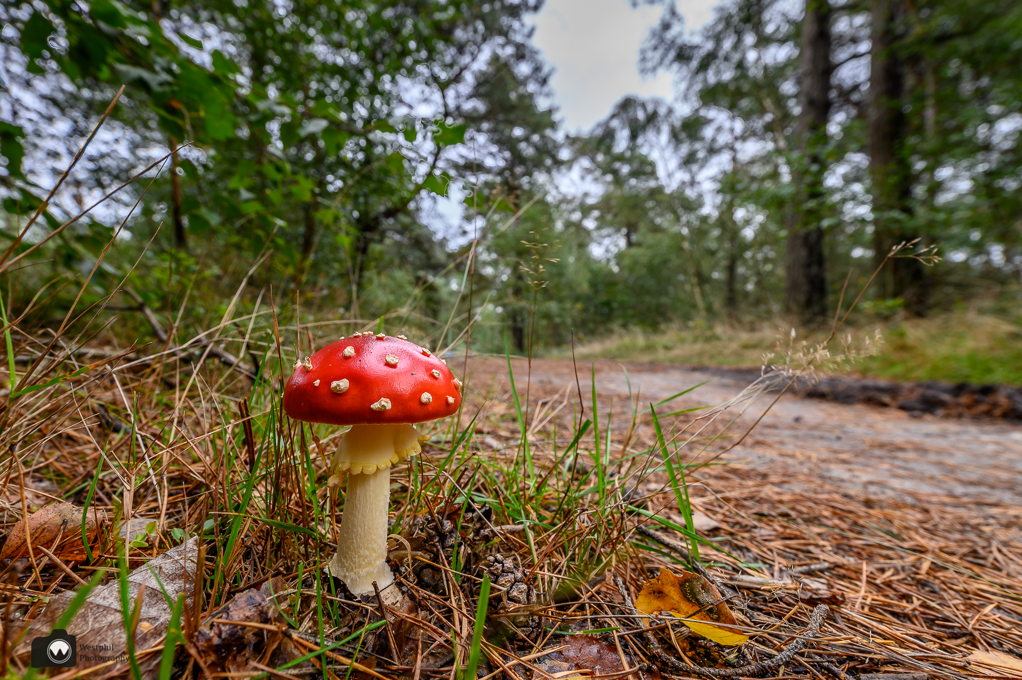 Wandelen op de Sallandse Heuvelrug