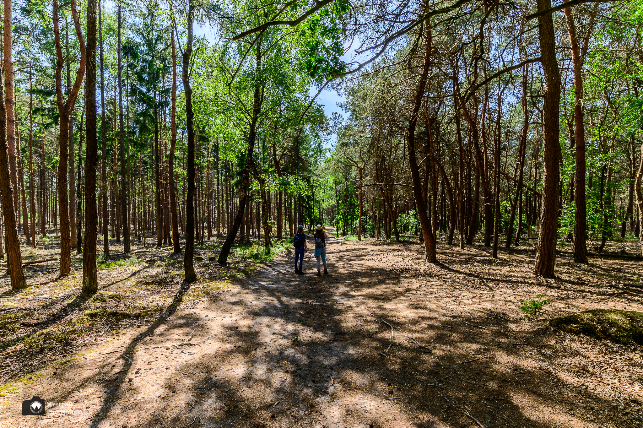 De groene route op de Holterberg