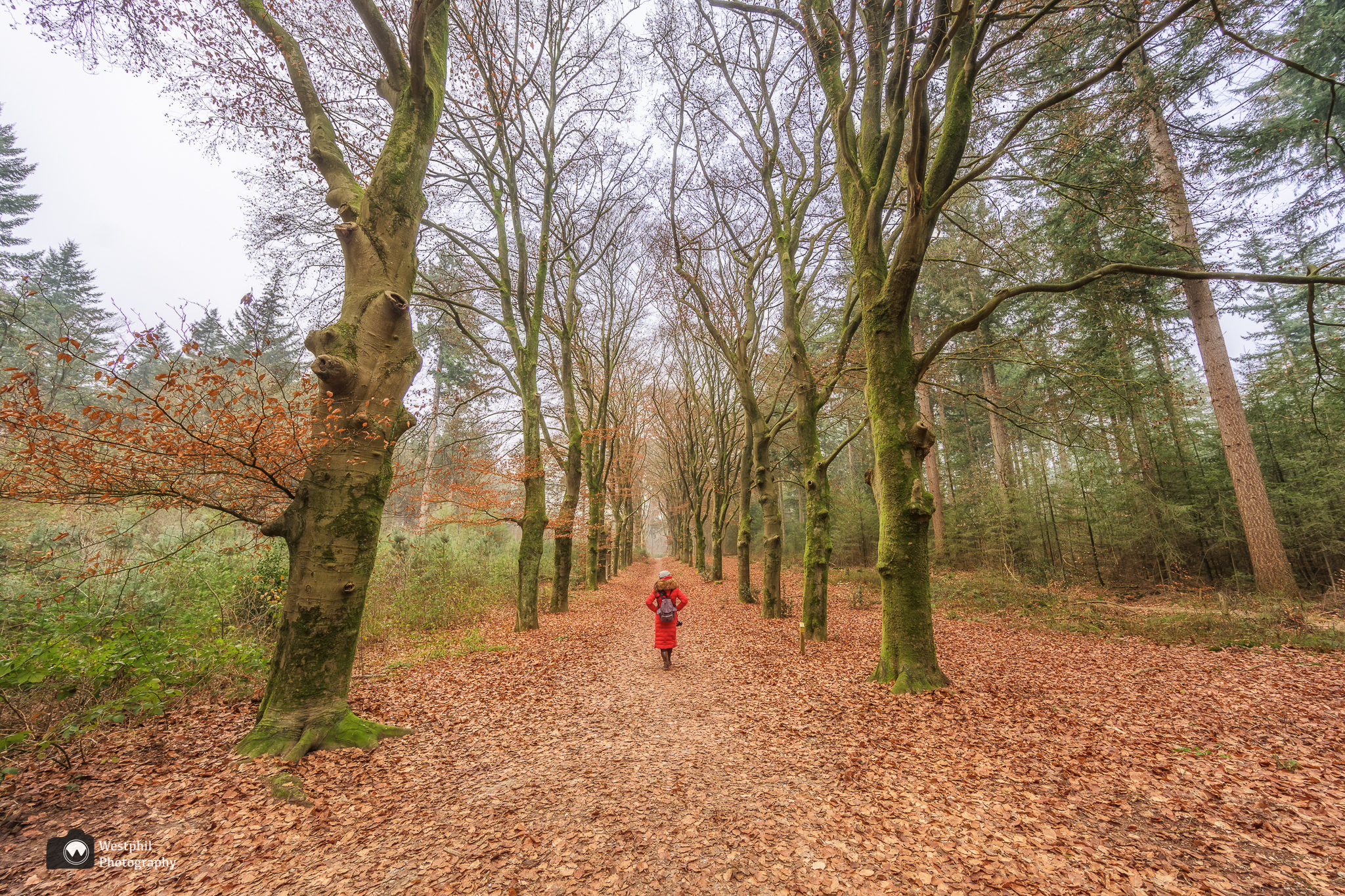 Wandelen over de Amerongse Berg