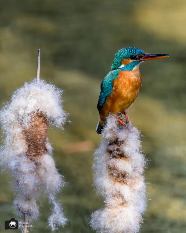 Nog even een ijsvogeltje

#ijsvogelfotografie
#ijsvogel
#animalphotos⁠
#animalphotography⁠
#your_best_birds⁠
#tgif_aviary⁠
#nuts_about_birds⁠
#bird_brilliance⁠
#bestbirdshots⁠
#amazing⁠
#nikonnl⁠
#bestofnetherlands⁠
#cameraland_nl⁠
#cameranu_nl⁠
#catch_holland⁠
#dutch_best⁠
#dutch_connextion⁠
#heelnederland_fotografeert⁠
#holland_photolovers⁠
#ig_discover_holland⁠
#ig_holland⁠
#instaholland⁠
#instanetherlands⁠
#kameraexpress⁠
#perfectinstaclicks⁠
#zoomnl⁠

@best_birds_planet
@bestbirdshots
@bestbirdpix
@best_birds_of_world
@morebirdpics
@bns_birds
@birdsonglobe