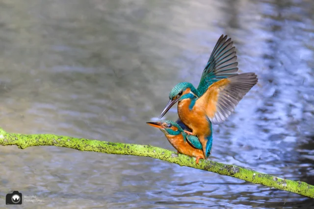 Ja de lente is begonnen en zo te zien ook het broedseizoen. 

#ijsvogelfotografie 
#ijsvogel 
#animalphotos⁠
#animalphotography⁠
#your_best_birds⁠
#tgif_aviary⁠
#nuts_about_birds⁠
#bird_brilliance⁠
#bestbirdshots⁠
#amazing⁠
#nikonnl⁠
#bestofnetherlands⁠
#cameraland_nl⁠
#cameranu_nl⁠
#catch_holland⁠
#dutch_best⁠
#dutch_connextion⁠
#heelnederland_fotografeert⁠
#holland_photolovers⁠
#ig_discover_holland⁠
#ig_holland⁠
#instaholland⁠
#instanetherlands⁠
#kameraexpress⁠
#perfectinstaclicks⁠
#zoomnl⁠

@best_birds_planet
@bestbirdshots
@bestbirdpix
@best_birds_of_world
@morebirdpics
@bns_birds
@birdsonglobe