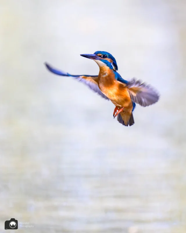 Mannetje ijsvogel
#ijsvogelfotografie
#ijsvogel
#animalphotos⁠
#animalphotography⁠
#your_best_birds⁠
#tgif_aviary⁠
#nuts_about_birds⁠
#bird_brilliance⁠
#bestbirdshots⁠
#amazing⁠
#nikonnl⁠
#bestofnetherlands⁠
#cameraland_nl⁠
#cameranu_nl⁠
#catch_holland⁠
#dutch_best⁠
#dutch_connextion⁠
#heelnederland_fotografeert⁠
#holland_photolovers⁠
#ig_discover_holland⁠
#ig_holland⁠
#instaholland⁠
#instanetherlands⁠
#kameraexpress⁠
#perfectinstaclicks⁠
#zoomnl⁠

@best_birds_planet
@bestbirdshots
@bestbirdpix
@best_birds_of_world
@morebirdpics
@bns_birds
@birdsonglobe