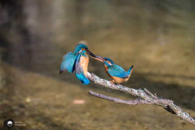 De visoverdracht

#ijsvogelfotografie
#ijsvogel
#animalphotos⁠
#animalphotography⁠
#your_best_birds⁠
#tgif_aviary⁠
#nuts_about_birds⁠
#bird_brilliance⁠
#bestbirdshots⁠
#amazing⁠
#nikonnl⁠
#bestofnetherlands⁠
#cameraland_nl⁠
#cameranu_nl⁠
#catch_holland⁠
#dutch_best⁠
#dutch_connextion⁠
#heelnederland_fotografeert⁠
#holland_photolovers⁠
#ig_discover_holland⁠
#ig_holland⁠
#instaholland⁠
#instanetherlands⁠
#kameraexpress⁠
#perfectinstaclicks⁠
#zoomnl⁠

@best_birds_planet
@bestbirdshots
@bestbirdpix
@best_birds_of_world
@morebirdpics
@bns_birds
@birdsonglobe