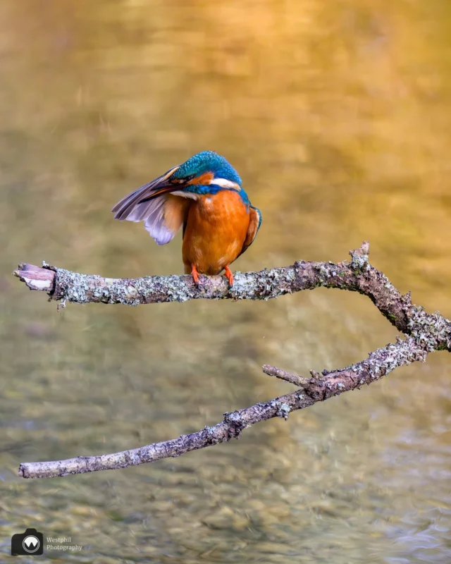 Springcleaning
Nog even een ijsvogeltje

#ijsvogelfotografie
#ijsvogel
#animalphotos⁠
#animalphotography⁠
#your_best_birds⁠
#tgif_aviary⁠
#nuts_about_birds⁠
#bird_brilliance⁠
#bestbirdshots⁠
#amazing⁠
#nikonnl⁠
#bestofnetherlands⁠
#cameraland_nl⁠
#cameranu_nl⁠
#catch_holland⁠
#dutch_best⁠
#dutch_connextion⁠
#heelnederland_fotografeert⁠
#holland_photolovers⁠
#ig_discover_holland⁠
#ig_holland⁠
#instaholland⁠
#instanetherlands⁠
#kameraexpress⁠
#perfectinstaclicks⁠
#zoomnl⁠

@best_birds_planet
@bestbirdshots
@bestbirdpix
@best_birds_of_world
@morebirdpics
@bns_birds
@birdsonglobe