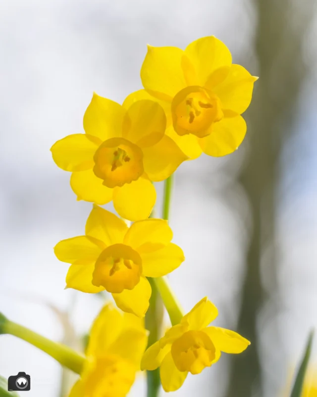 Ook de narcissen bloeien al volop in de @poldertuin_anna_paulowna .
#bloemen
#flowers
#flowerphotography
#flowersofinstagram
#bloembollen
#polderpictures
#ig_discover_holland
#bestofnetherlands
#dutch_connextion
#photography
#dutch_best
#beleefdenatuur
#instaflowers⁠
#flowerinstagram⁠
#loveflowers⁠
#flowerstalking⁠
#flowerstagram⁠
#flowerlovers⁠
#flowermagic⁠
#igersholland ⁠
#dernederlanden⁠
#heelnederland_fotografeert ⁠
#bestofnetherlands ⁠
#kecommunity⁠
#dutch_connextion ⁠
#snakesheadfritillary
#fritillariameleagris
#springbulbs
#gardenlife