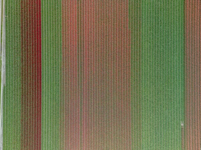 Helaas zijn de meeste tulpen alweer verdwenen. Hier waren ze nog niet allemaal in bloei.

#catch_holland
#dronephotography
#dutch_connextion
#dutch_shooters
#dutchcaptures
#heelnederland_fotografeert
#holland_photolovers
#hollandinbeeld
#ig_discover_holland
#laagholland
#nederland_ontdekt
#nederlandseluchten
#raw_drone
#raweurope
#splendid_lighthouses_and_mills
#splendid_reflections
#super_holland
#total_netherlands
#tv_aqua
#VisitNetherlands
#wandelnetwerknoordholland
#dronephotography
#drones
#photography
#droneoftheday
#dronelife
#djiglobal
#raw_drone
#djimini3pro