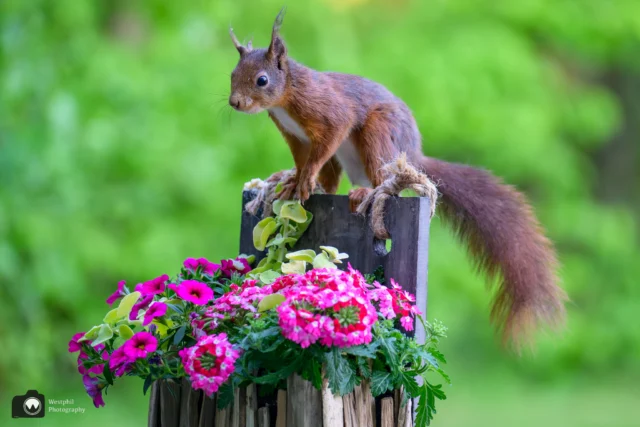 Het is alweer lang geleden dat we een eekhoorn hebben gepost. We hadden dit keer weer een goed huisje in Enter. Gistermorgen renden er maar liefst 3 eekhoorns door de tuin. 
#Cute ⁠
#animal ⁠
#wild ⁠
#nature ⁠
#natureshots ⁠
#natuur ⁠
#wildlife ⁠
#naturephotography ⁠
#naturelovers ⁠
#animalphotography ⁠
#nikonnl ⁠
#landal_greenparks ⁠
@landalnl ⁠
#eekhoorn ⁠
#staatsbosbeheer_featureme⁠
#landschapoverijssel ⁠
#ig_discover_holland ⁠
#super_holland ⁠
#dutch_connection ⁠
#cameranu_nl ⁠
#instanetherlands ⁠
#instaholland#bestdutch ⁠
#beleeftwente ⁠
#ontdeklandal ⁠
#yeslandal⁠
#photography ⁠
#rtvoost ⁠
#redsquirrel ⁠
#nuts_about_squirrels