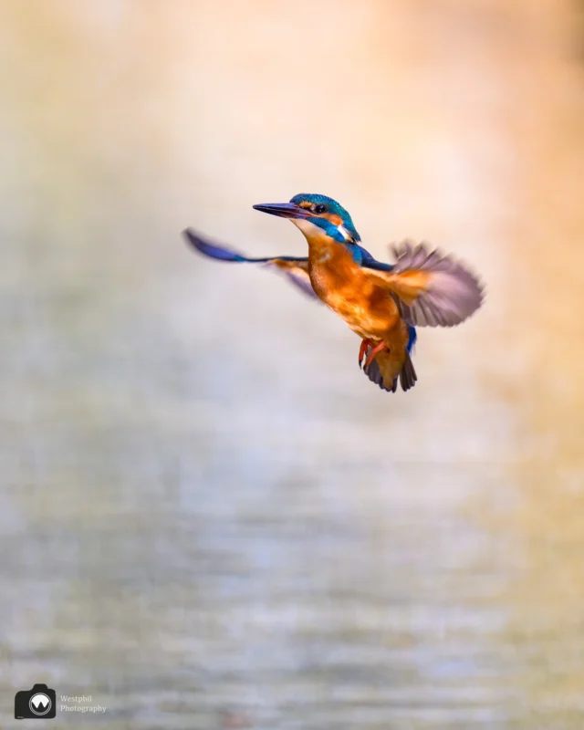 Nog even een serie van de ijsvogel

#ijsvogelfotografie
#ijsvogel
#animalphotos⁠
#animalphotography⁠
#your_best_birds⁠
#tgif_aviary⁠
#nuts_about_birds⁠
#bird_brilliance⁠
#bestbirdshots⁠
#amazing⁠
#nikonnl⁠
#bestofnetherlands⁠
#cameraland_nl⁠
#cameranu_nl⁠
#catch_holland⁠
#dutch_best⁠
#dutch_connextion⁠
#heelnederland_fotografeert⁠
#holland_photolovers⁠
#ig_discover_holland⁠
#ig_holland⁠
#instaholland⁠
#instanetherlands⁠
#kameraexpress⁠
#perfectinstaclicks⁠
#zoomnl⁠

@best_birds_planet
@bestbirdshots
@bestbirdpix
@best_birds_of_world
@morebirdpics
@bns_birds
@birdsonglobe