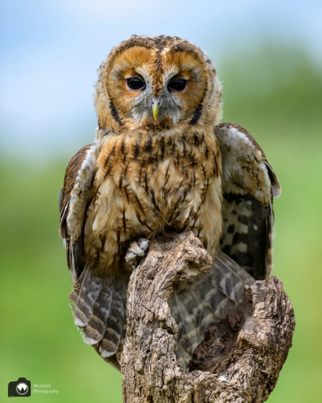 Bosuiltje.
#your_best_birds
#tgif_aviary
#nuts_about_birds
#bird_brilliance
#bestbirdshots
#f11club
#nikonnl
#bestofnetherlands
#cameraland_nl
#heelnederland_fotografeert
#holland_photolovers
#perfectinstaclicks
#zoomnl
#birdlovers
#birdinstagram
#bestbirdshots
#devalkroofvogels

#vogels
#birds
#birdsofinstagram
#birdsphotography
#birdoftheday
#igdaily
#ig_discover_holland
#nikon
#nikonnl
@nikonnl